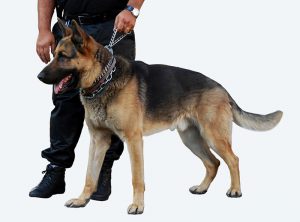 Servicios - Serlingo Seguridad - Unidades Caninas